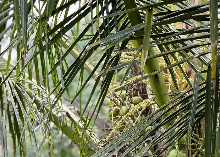 Widi's House With Jungle Lush View *